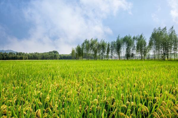 农业银行房贷还款手续费|解析还贷过程中的费用问题 图1